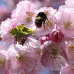 Consider inter-planting pollinator flowers and herbs among your fruits and vegetables to attract bees.