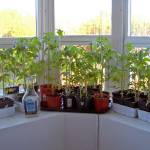 Tomato seedlings have grown over the winter, and when the soil temperature in the garden is high enough, they can be planted outside for the growing season.