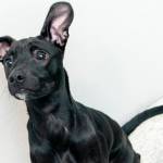 Katie: Adoptable Pet of the Week