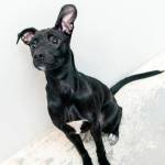 Katie: Adoptable Pet of the Week