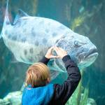 A child interacts with an endangered adult giant sea bass at the Aquarium of the Pacific in Long Beach, Calif., on January 15. (Allen J. Schaben/Los Angeles Times)