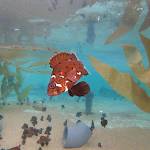 About 100 baby endangered giant sea bass are fed while being raised at the Aquarium of the Pacific in Long Beach, Calif. (Allen J. Schaben/Los Angeles Times)