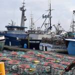 DAN HAMMOCK | GRAYS HARBOR NEWS GROUP                                 Commercial crab boats in the Westport Marina load up before the January opener. The usually lucrative live crab trade to China was shut down this season due to the coronavirus.