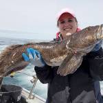 COURTESY CHARTERBOAT PREDATOR                                 Bottomfish season starts Saturday out of Westport, which puts anglers in reach of lingcod like this one taken last year aboard the charterboat Predator.