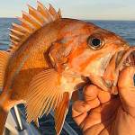 COURTESY CHARTERBOAT SLAMMER                                 Canary rockfish stocks are rebuilt and can make up the entirety of your seven fish rockfish limit this season, which begins Saturday.