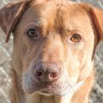 Adoptable Pet of the Week: Tibbs