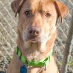 Adoptable Pet of the Week: Tibbs