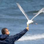 A seagull snatches a corn chip out of a mans hand on Sunday in Edmonds. Social distancing and wearing a mask has become the new normal for some people out in public since the coronavirus outbreak. (Karen Ducey/Getty Images)