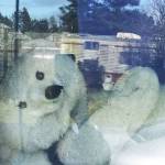 Robin Lee, founder of the Westport Bear Hunt group on Facebook, has her 20-year-old sons childhood teddy in her window. (Photo courtesy Robin Lee)