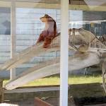 ‘Bear hunt’ creates a fun distraction for kids