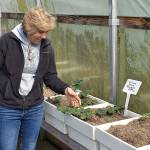 DAN HAMMOCK | GRAYS HARBOR NEWS GROUP                                 Barb Anderson, co-owner of Marshalls Garden and Pet Supply in Aberdeen, stands beside some crimson cherry rhubarb plants in the stores greenhouse.