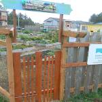 Courtesy Photos                                Garden by the Sea in Ocean Shores took applications in late March for community garden plot rentals and sold out its waiting list. ()