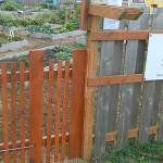 Community gardens cultivating change