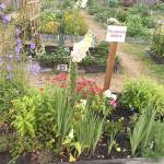 Garden by the Sea in Ocean Shores has 42 public plots for rent. It also has several demo beds, where they train gardeners on what grows best in the local climate.
