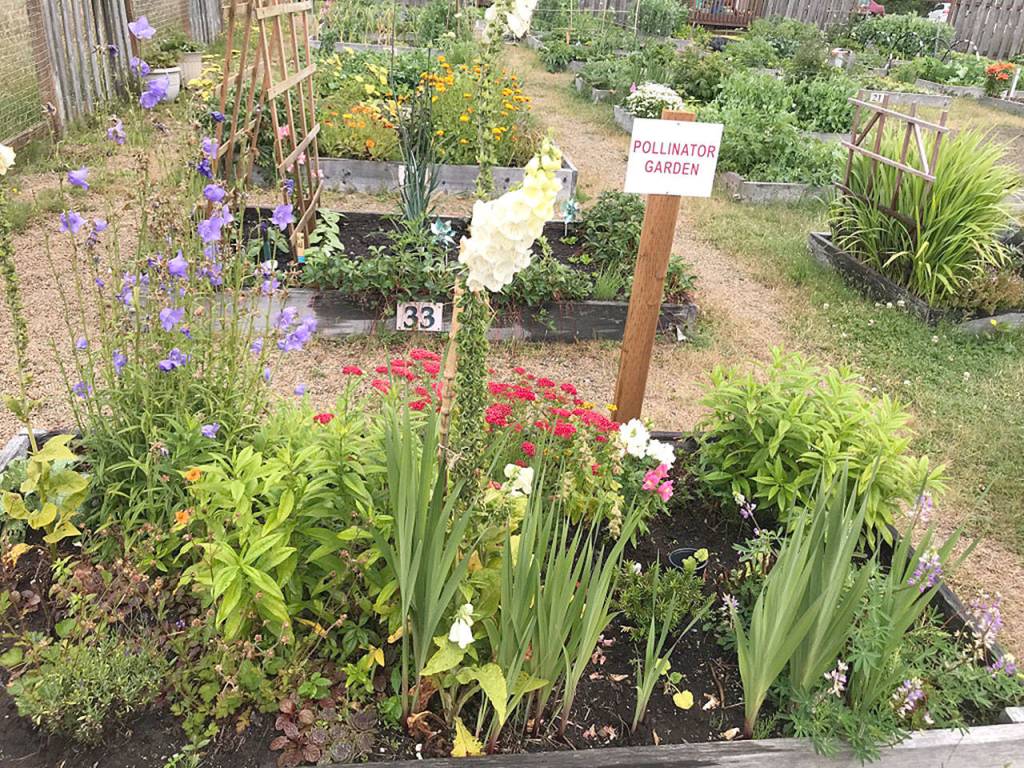 Garden by the Sea in Ocean Shores has 42 public plots for rent. It also has several demo beds, where they train gardeners on what grows best in the local climate.