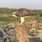 Photo courtesy Coastal Raptors                                In 2017, this young osprey became trapped in fishing line that its parents had used to line their nest in Hoquiam. It was rescued.