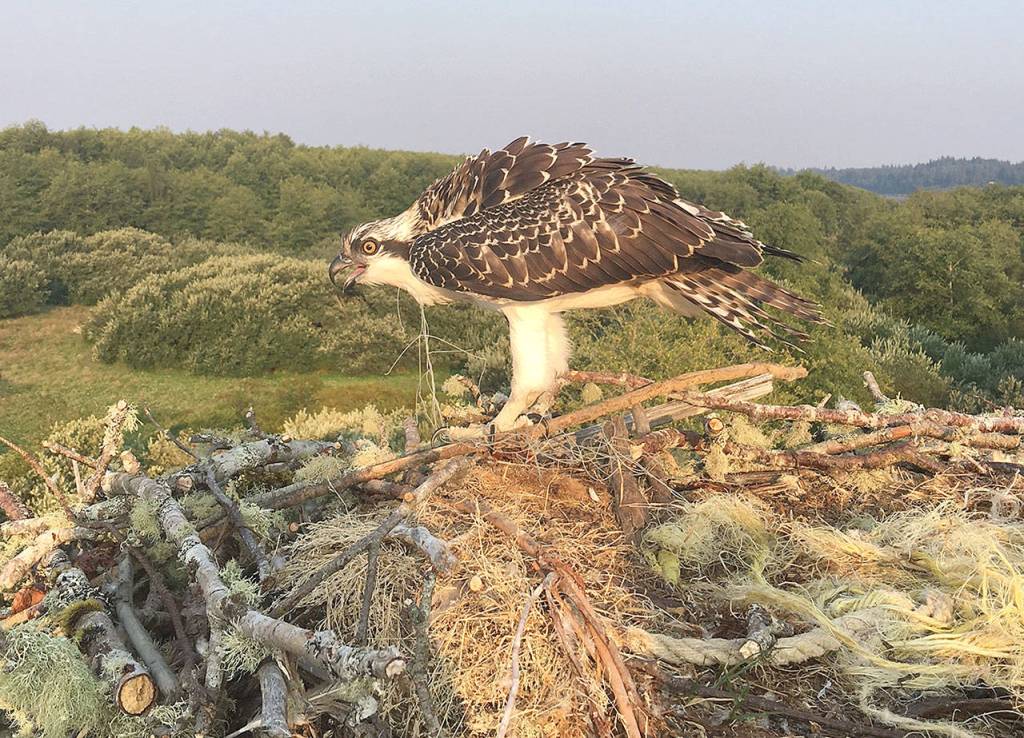 Photo courtesy Coastal Raptors                                In 2017, this young osprey became trapped in fishing line that its parents had used to line their nest in Hoquiam. It was rescued.