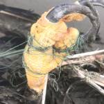 Photo courtesy Coastal Raptors                                Monofilament was found wrapped tightly around the dead eagles talons and body on the beach at Ocean Shores.