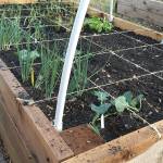 Gardening 101: Growing your own groceries