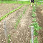 Most vegetables are easily accommodated in a wide row format, where several plants are clustered down a wide swath.