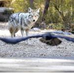 Wildlife is reclaiming Yosemite National Park