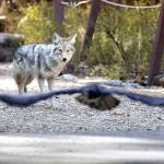 A coyote wanders around Curry Village looking for a meal in Yosemite Valley on Saturday. Yosemite National Park is closed to visitors due to the coronavirus pandemic. Animals roam the park without having to worry about crowds of people. (Carolyn Cole/Los Angeles Times)