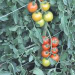 Tomatoes: (almost) all you need to know