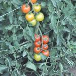 Adoration tomatoes are an example of an indeterminate variety. Indeterminate tomatoes will continue to grow and produce fruit throughout the growing season, and should be supported by a trellis.