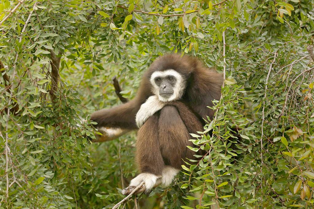 Carolyn Cole/Los Angeles Times                                A gibbon sits in the trees at the Oakland Zoo, where it costs roughly $800,000 a year to feed the animals and $24 million a year to run the zoo. Finding that money, while attendance is at zero, is a daunting task.