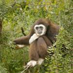 A gibbon sits in the trees at the Oakland Zoo, where it costs roughly $800,000 a year to feed the animals and $24 million a year to run the zoo. Finding that money, while attendance is at zero, is a daunting task. (Carolyn Cole/Los Angeles Times)