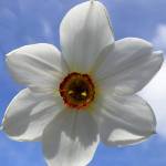 Amanda Slater photo                                This late-blooming Narcissus poeticus variety, called Pheasants Eye, is best planted separately from other daffodils and jonquils, so its fresh and fragrant bloom will not be overshadowed by the spent leaves and flowers of other plants.
