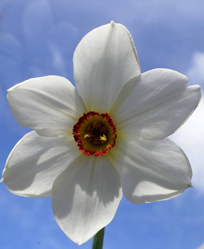 Amanda Slater photo                                This late-blooming Narcissus poeticus variety, called Pheasants Eye, is best planted separately from other daffodils and jonquils, so its fresh and fragrant bloom will not be overshadowed by the spent leaves and flowers of other plants.