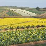 Nilfanion photo                                Often planted in large clusters, daffodils typically can be found covering lawns and entire hillsides in bright yellow and other hues like white, cream, orange and pink. These fields are located in Cornwall, England.