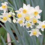 My favorite plants: N is for Narcissus