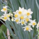 Wylie-Young photo                                Jonquil stems are hollow and usually shorter than daffodil varieties. They tend to have clusters of flowers on the stems and a delicate fragrance. Jonquils have slender leaves that round on the tips, while daffodils show off slim, sword-tipped foliage.