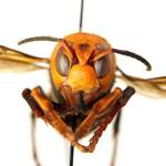 A dead Asian giant hornet (Vespa mandarinia), or murder hornet. (Washington State Department of Agriculture)