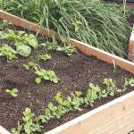 Two raised beds in the authors yard.