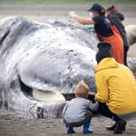 Between science and curiosity, dead whale draws a crowd