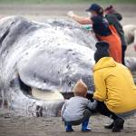 Mother and son Katie and Artie Uram, 2, both of Long Beach, watch as researchers perform a necropsy on a 39-foot gray whale Monday morning in Seaview. (Photos by Luke Whittaker)