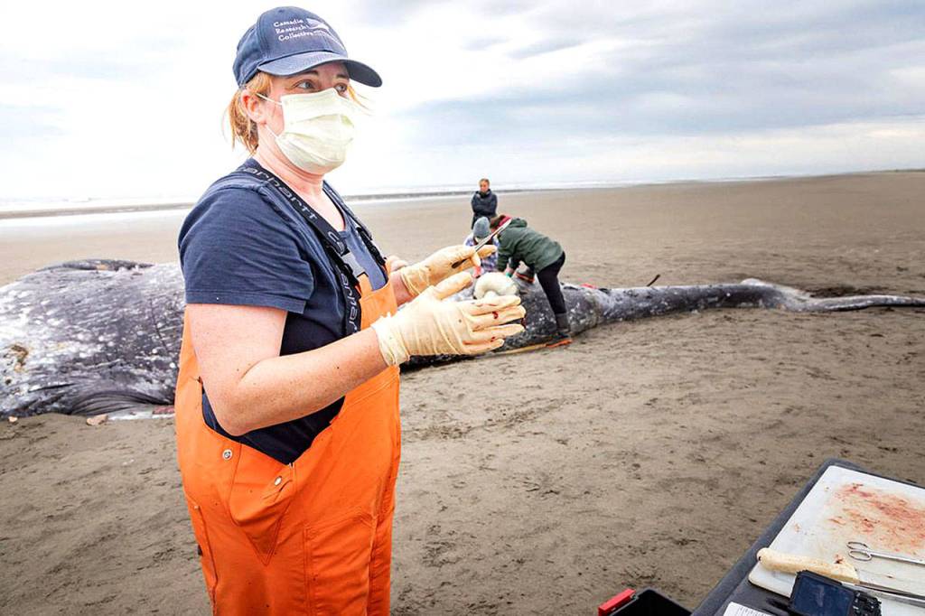 Cascadia Research Collective Stranding Coordinator Jessie Huggins is hopeful organ tissue taken can help answer the question of how and why the whale died.