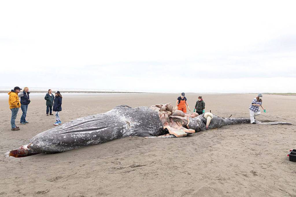A dead adult gray whale washed ashore north of the Seaview Beach approach over the weekend, generating a response from several agencies seeking to determine the cause of death for the 39-foot mammal.