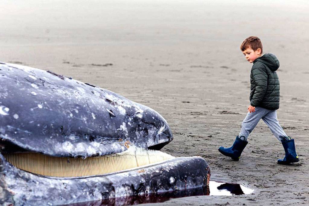 Louis Uram, 5, of Long Beach, inspects the dead gray whale that washed ashore in Seaview over the weekend.