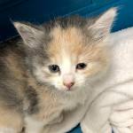 DANA STAAB-ERICKSON PHOTO                                 Sasquatchs right rear leg was swollen to about four times its normal size when PAWS took her in.