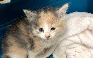 DANA STAAB-ERICKSON PHOTO                                 Sasquatchs right rear leg was swollen to about four times its normal size when PAWS took her in.