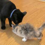 DANA STAAB-ERICKSON PHOTO                                 The spitfire kitten has been holding her own in Dana Staab-Ericksons household as she heals up. Here, she fluffs up as Robin the black cat inspects her.