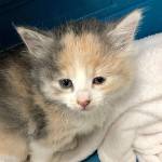 DANA STAAB-ERICKSON PHOTO                                 Sasquatchs right rear leg was swollen to about four times its normal size when PAWS took her in.