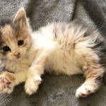 DANA STAAB-ERICKSON PHOTO                                 Since her injured leg was amputated at Raintree Veterinary Services, the tiny kitty has been thriving.