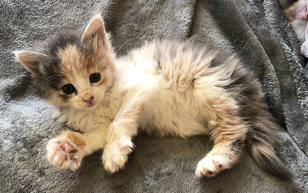 DANA STAAB-ERICKSON PHOTO                                 Since her injured leg was amputated at Raintree Veterinary Services, the tiny kitty has been thriving.