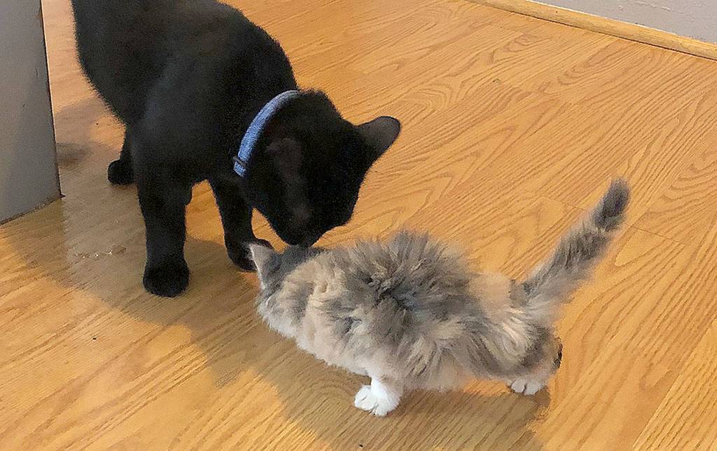 DANA STAAB-ERICKSON PHOTO                                 The spitfire kitten has been holding her own in Dana Staab-Ericksons household as she heals up. Here, she fluffs up as Robin the black cat inspects her.