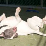 Buddy, a young adult pitbull mix, plays at the PAWS shelter.